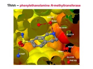 1hnn –  phenylethanolamine  N -methyltransferase 
