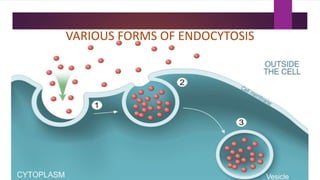 VARIOUS FORMS OF ENDOCYTOSIS
 