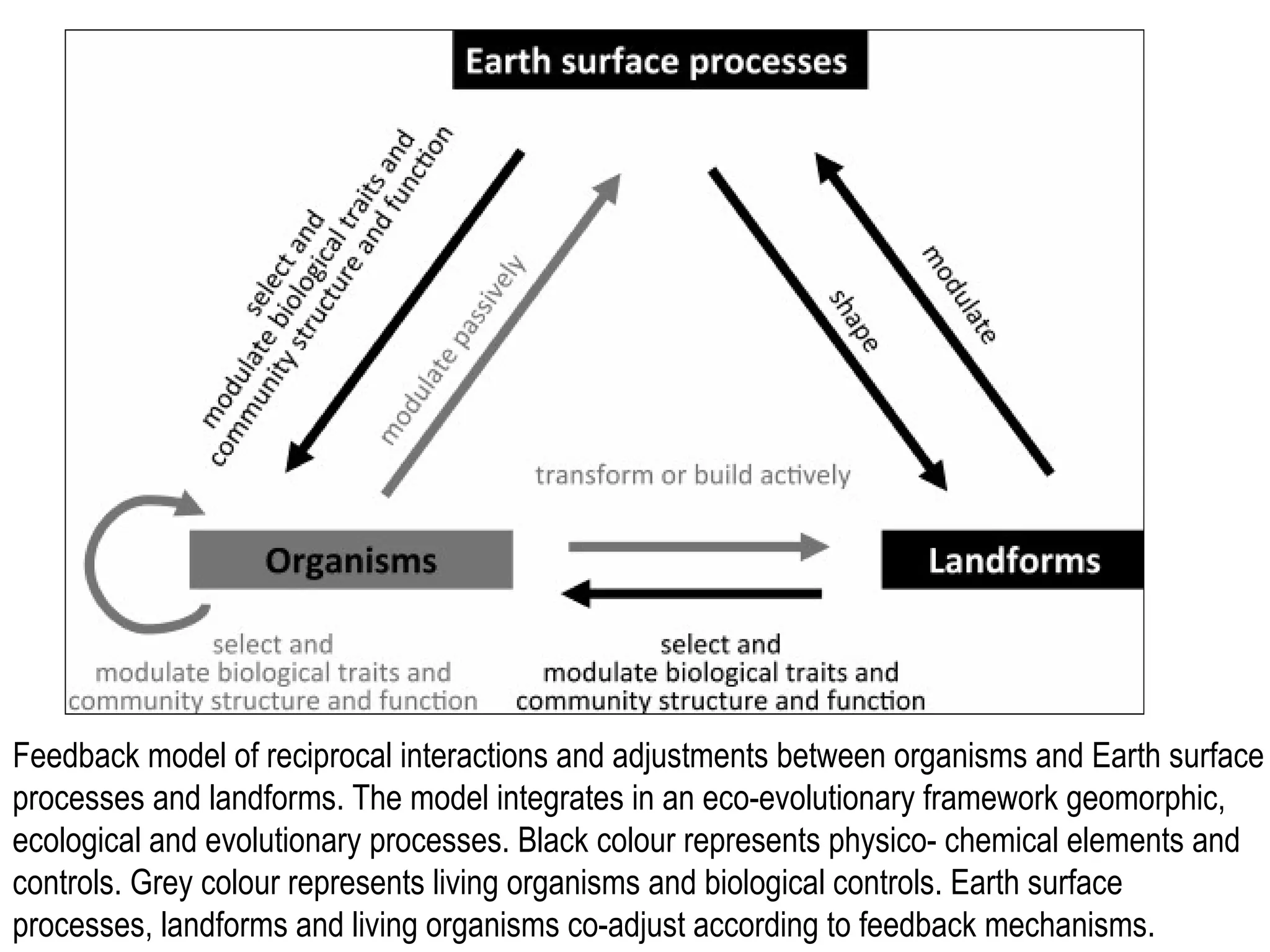 Feedback model of reciprocal interactions and adjustments between organisms and Earth surface
processes and landforms. The model integrates in an eco-evolutionary framework geomorphic,
ecological and evolutionary processes. Black colour represents physico- chemical elements and
controls. Grey colour represents living organisms and biological controls. Earth surface
processes, landforms and living organisms co-adjust according to feedback mechanisms.
 
