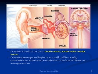 Ciências Naturais - ICRM 5
• O ouvido é formado de três partes: ouvido externo, ouvido médio e ouvido
interno.
• O ouvido externo capta as vibrações de ar; o ouvido médio as amplia,
conduzindo-as ao ouvido interno; o ouvido interno transforma as vibrações em
mensagens nervosas.
 