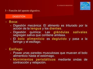 EL APARATO DIGESTIVO

3 – Función del aparato digestivo.
DIGESTIÓN

- Boca :
- Digestión mecánica: El alimento es triturado por la
acción de la lengua y los dientes .
- Digestión química: Las glándulas salivales
segregan saliva que contiene amilasa.
- El bolo alimenticio es deglutido y pasa a la
faringe y el esófago.
-

Esófago :
- Posee unas paredes musculosas que mueven el bolo
alimenticio hasta el estómago.
- Movimientos peristálticos mediante ondas de
contracción y relajación.

 