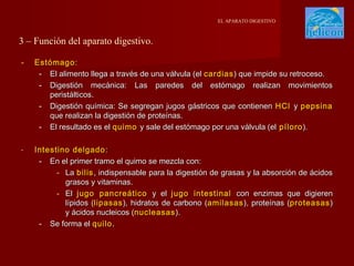 EL APARATO DIGESTIVO

3 – Función del aparato digestivo.
-

Estómago :
- El alimento llega a través de una válvula (el cardias ) que impide su retroceso.
- Digestión mecánica: Las paredes del estómago realizan movimientos
peristálticos.
- Digestión química: Se segregan jugos gástricos que contienen HCl y pepsina
que realizan la digestión de proteínas.
- El resultado es el quimo y sale del estómago por una válvula (el píloro ).

-

Intestino delgado :
- En el primer tramo el quimo se mezcla con:
- La bilis , indispensable para la digestión de grasas y la absorción de ácidos
grasos y vitaminas.
- El jugo pancreático y el jugo intestinal con enzimas que digieren
lípidos (lipasas ), hidratos de carbono (amilasas ), proteínas (proteasas )
y ácidos nucleicos (nucleasas ).
- Se forma el quilo .

 