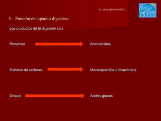 EL APARATO DIGESTIVO

3 – Función del aparato digestivo.
Los productos de la digestión son:

Proteínas

Aminoácidos

Hidratos de carbono

Monosacáridos o disacáridos

Grasas

Ácidos grasos

 