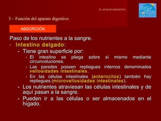 EL APARATO DIGESTIVO

3 – Función del aparato digestivo.
ABSORCIÓN

Paso de los nutrientes a la sangre.
- Intestino delgado :
- Tiene gran superficie por:

- El intestino se pliega sobre sí mismo mediante
circunvoluciones.
- Las paredes poseen repliegues internos denominados
vellosidades intestinales .
- En las células intestinales (enterocitos ) también hay
repliegues (microvellosidades intestinales ).

- Los nutrientes atraviesan las células intestinales y de
aquí pasan a la sangre.
- Pueden ir a las células o ser almacenados en el
hígado.

 