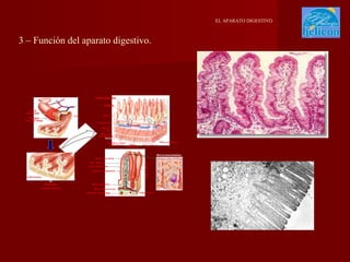 EL APARATO DIGESTIVO

3 – Función del aparato digestivo.

 