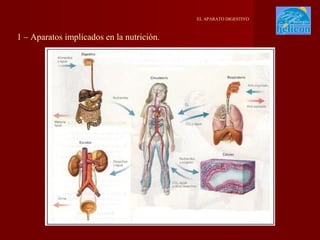 EL APARATO DIGESTIVO

1 – Aparatos implicados en la nutrición.

 