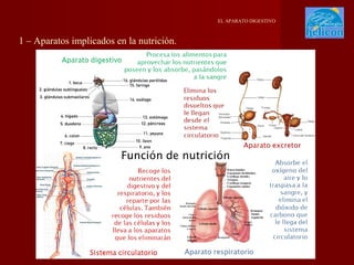 EL APARATO DIGESTIVO

1 – Aparatos implicados en la nutrición.

 