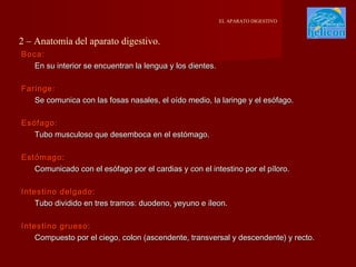 EL APARATO DIGESTIVO

2 – Anatomía del aparato digestivo.
Boca:
En su interior se encuentran la lengua y los dientes.
Faringe:
Se comunica con las fosas nasales, el oído medio, la laringe y el esófago.
Esófago:
Tubo musculoso que desemboca en el estómago.
Estómago:
Comunicado con el esófago por el cardias y con el intestino por el píloro.
Intestino delgado:
Tubo dividido en tres tramos: duodeno, yeyuno e íleon.
Intestino grueso:
Compuesto por el ciego, colon (ascendente, transversal y descendente) y recto.

 