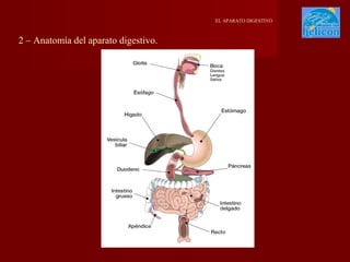 EL APARATO DIGESTIVO

2 – Anatomía del aparato digestivo.

 