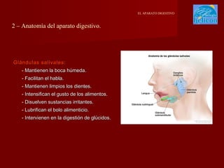 EL APARATO DIGESTIVO

2 – Anatomía del aparato digestivo.

Glándulas salivales:
- Mantienen la boca húmeda.
- Facilitan el habla.
- Mantienen limpios los dientes.
- Intensifican el gusto de los alimentos.
- Disuelven sustancias irritantes.
- Lubrifican el bolo alimenticio.
- Intervienen en la digestión de glúcidos.

 