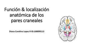 Función & localización
anatómica de los
pares craneales
Diana Carolina Lopez R ID:100099113
 