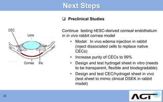 Next Steps
 Preclinical Studies
CEC
Lens

Cornea

20

Iris

Continue testing hESC-derived corneal endothelium
in in vivo rabbit cornea model
• Model: In vivo edema injection in rabbit
(inject dissociated cells to replace native
CECs)
• Increase purity of CECs to 99%
• Design and test hydrogel sheet in vitro (needs
to be transparent, flexible and biodegradable)
• Design and test CEC/hydrogel sheet in vivo
(test sheet to mimic clinical DSEK in rabbit
model)

 