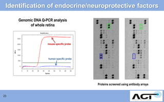 Identification of endocrine/neuroprotective factors
Genomic DNA Q-PCR analysis
of whole retina

mouse specific probe

human specific probe

Proteins screened using antibody arrays

23

 