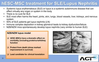 hESC-MSC treatment for SLE/Lupus Nephritis
 Systemic lupus erythematosus (SLE) or lupus is a systemic autoimmune disease that can
effect virtually any organ or system in the body
 There is no cure for SLE
 SLE most often harms the heart, joints, skin, lungs, blood vessels, liver, kidneys, and nervous
system
 50% of SLE patients get lupus nephritis (LN)
 Immune complex deposition in kidney glomeruli leads to kidney dysfunction/failure
 NZB/NZW mice spontaneously develop lupus nephritis (very similar to human SLE)
NZB/NZW lupus model
 hESC-MSCs have a dramatic effect on
morbidity (including proteinuria/kidney
function
 Protect from death (show marked
improvement in survival)
 Lead candidate for clinical translation
31

 