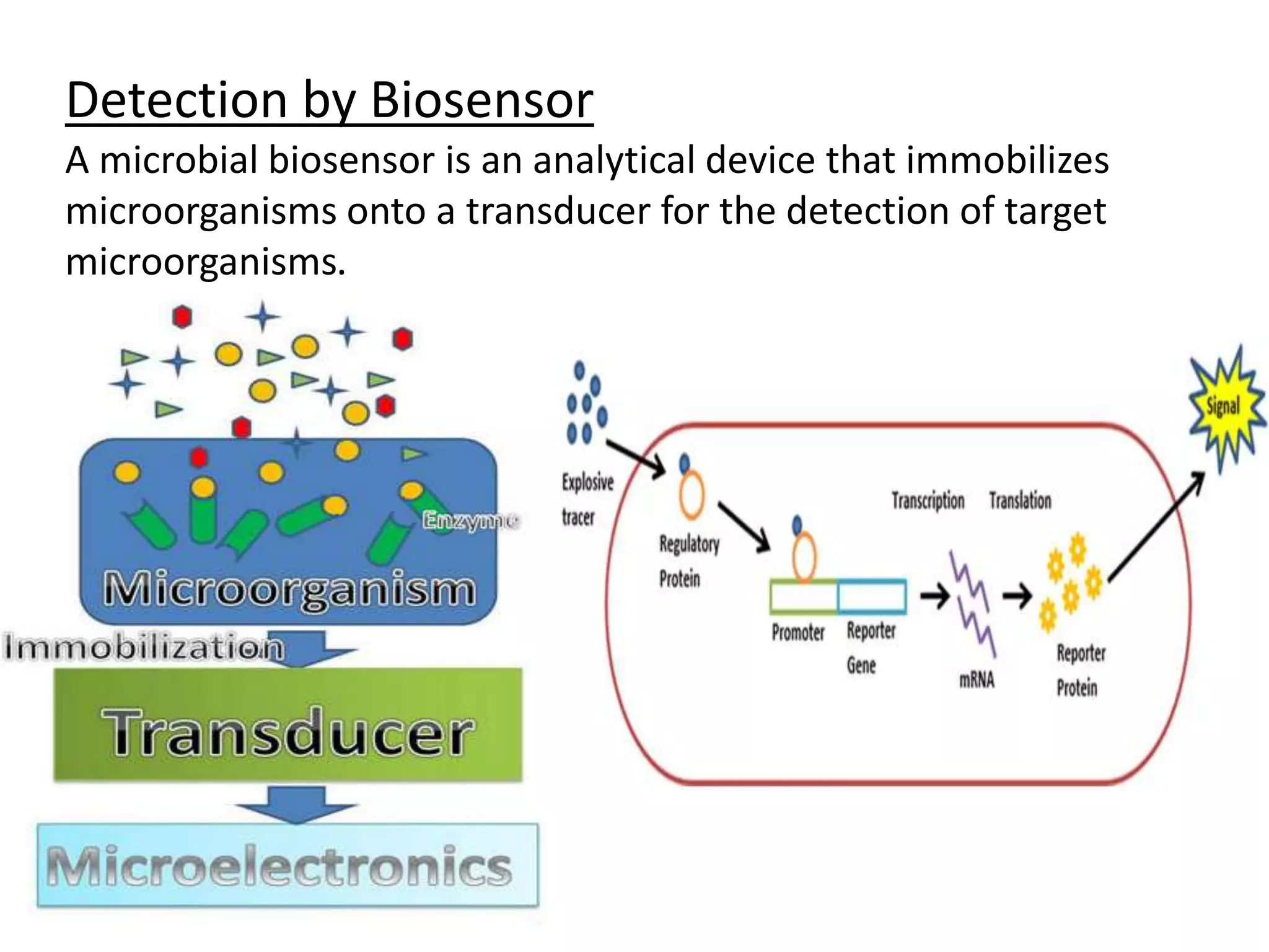Detection by Biosensor
A microbial biosensor is an analytical device that immobilizes
microorganisms onto a transducer for the detection of target
microorganisms.
 