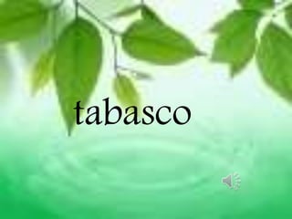 tabasco
 