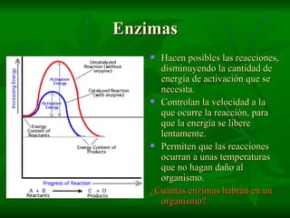 Enzimas Hacen posibles las reacciones, disminuyendo la cantidad de energía de activación que se necesita. Controlan la velocidad a la que ocurre la reacción, para que la energía se libere lentamente. Permiten que las reacciones ocurran a unas temperaturas que no hagan daño al organismo. ¿Cuántas enzimas habrán en un organismo? 