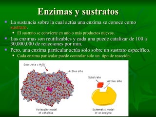 Enzimas y sustratos La sustancia sobre la cual actúa una enzima se conoce como  sustrato . El sustrato se convierte en uno o más productos nuevos. Las enzimas son reutilizables y cada una puede catalizar de 100 a 30,000,000 de reacciones por min. Pero, una enzima particular actúa solo sobre un sustrato específico. Cada enzima particular puede controlar solo un  tipo de reacción. 