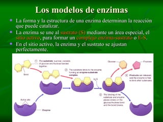 Los modelos de enzimas La forma y la estructura de una enzima determinan la reacción que puede catalizar. La enzima se une al  sustrato (S)  mediante un área especial, el  sitio activo , para formar un  complejo enzima-sustrato  o  E-S . En el sitio activo, la enzima y el sustrato se ajustan perfectamente. 
