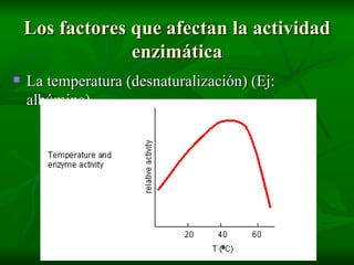 Los factores que afectan la actividad enzimática La temperatura (desnaturalización) (Ej: albúmina) 