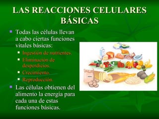 LAS REACCIONES CELULARES BÁSICAS Todas las células llevan a cabo ciertas funciones vitales básicas: Ingestión de nutrientes. Eliminación de desperdicios. Crecimiento. Reproducción. Las células obtienen del alimento la energía para cada una de estas funciones básicas. 