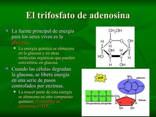 El trifosfato de adenosina La fuente principal de energía para los seres vivos es la  glucosa . La energía química se almacena en la glucosa y en otras moléculas orgánicas que pueden convertirse en glucosa. Cuando las células degradan la glucosa, se libera energía en una serie de pasos controlados por enzimas. La mayor parte de esta energía se almacena en otro compuesto químico:  el trifosfato de adenosina o ATP . 