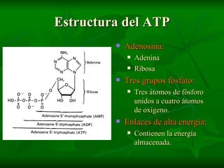 Adenosina: Adenina Ribosa Tres grupos fosfato: Tres átomos de fósforo unidos a cuatro átomos de oxígeno. Enlaces de alta energía: Contienen la energía almacenada. Estructura del ATP 