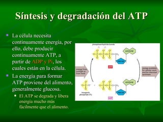 Síntesis y degradación del ATP La célula necesita continuamente energía, por ello, debe producir continuamente ATP, a partir de  ADP y Pi , los cuales están en la célula. La energía para formar ATP proviene del alimento, generalmente glucosa. El ATP se degrada y libera energía mucho más fácilmente que el alimento. 