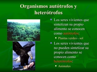 Organismos autótrofos y heterótrofos Los seres vivientes que sintetizan su propio alimento se conocen como  autótrofos : Plantas verdes - sol Los seres vivientes que no pueden sintetizar su propio alimento se conocen como  heterótrofos : Animales 