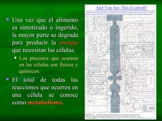 Una vez que el alimento es sintetizado o ingerido, la mayor parte se degrada para producir la  energía  que necesitan las células. Los procesos que ocurren en las células son físicos y químicos. El total de todas las reacciones que ocurren en una célula se conoce como  metabolismo . 