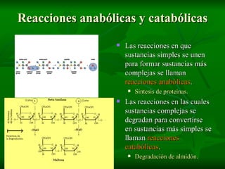 Reacciones anabólicas y catabólicas Las reacciones en que sustancias simples se unen para formar sustancias más complejas se llaman  reacciones anabólicas . Síntesis de proteínas . Las reacciones en las cuales sustancias complejas se degradan para convertirse en sustancias más simples se llaman  reacciones catabólicas . Degradación de almidón. 