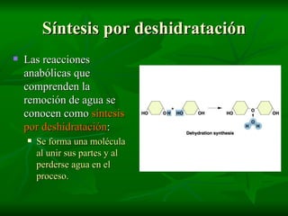 Síntesis por deshidratación Las reacciones anabólicas que comprenden la remoción de agua se conocen como  síntesis por deshidratación : Se forma una molécula al unir sus partes y al perderse agua en el proceso. 