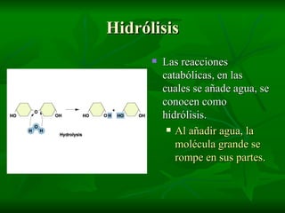 Hidrólisis Las reacciones catabólicas, en las cuales se añade agua, se conocen como hidrólisis. Al añadir agua, la molécula grande se rompe en sus partes. 
