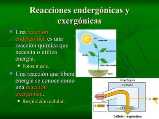 Reacciones endergónicas y exergónicas Una  reacción endergónica  es una reacción química que necesita o utiliza energía. Fotosíntesis. Una reacción que libera energía se conoce como una  reacción exergónica . Respiración celular. 