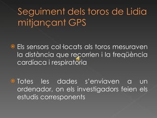 Els sensors col·locats als toros mesuraven la distància que recorrien i la freqüència cardíaca i respiratòria Totes les dades s’enviaven a un ordenador, on els investigadors feien els estudis corresponents 