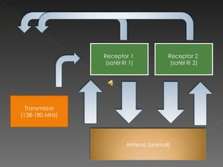Transmissor (138-180 MHz) Receptor 1  (satèl·lit 1) Receptor 2  (satèl·lit 2) Antena (animal) 