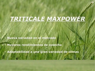 TRITICALE   MAXPOWER - Nueva variedad en el mercado - Mayores rendimientos de cosecha - Adaptabilidad a una gran variedad de climas 