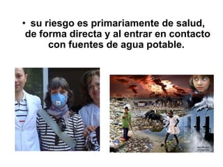 • su riesgo es primariamente de salud,
 de forma directa y al entrar en contacto
      con fuentes de agua potable.
 