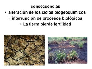 consecuencias
• alteración de los ciclos biogeoquimicos
  • interrupción de procesos biológicos
        • La tierra pierde fertilidad
 