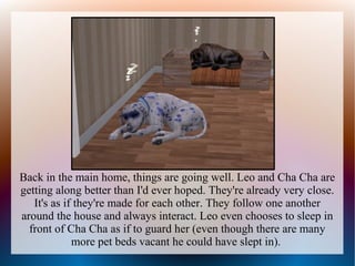 Back in the main home, things are going well. Leo and Cha Cha are
getting along better than I'd ever hoped. They're already very close.
   It's as if they're made for each other. They follow one another
around the house and always interact. Leo even chooses to sleep in
  front of Cha Cha as if to guard her (even though there are many
             more pet beds vacant he could have slept in).
 