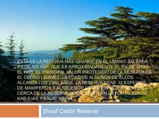 ESTA ES LA RESERVA MÁS GRANDE EN EL LÍBANO. SU ÁREA
ES DE 550 KM², QUE ES APROXIMADAMENTE EL 5% DE TODO
EL PAÍS. EL PRINCIPAL VALOR PROTEGIDO DE LA RESERVA ES
EL CEDRO LIBANÉS. LA EDAD DE ALGUNOS DE ELLOS
ALCANZA LOS 2 MIL AÑOS. LA RESERVA TIENE 32 ESPECIES
DE MAMÍFEROS Y ALREDEDOR DE 200 ESPECIES DE AVES.
CERCA DE LA RESERVA SE ENCUENTRAN LA FORTALEZA DE
KAB-ILIAS Y KALAT NINHA.
Shouf Cedar Reserve
 