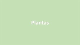 Plantas
 