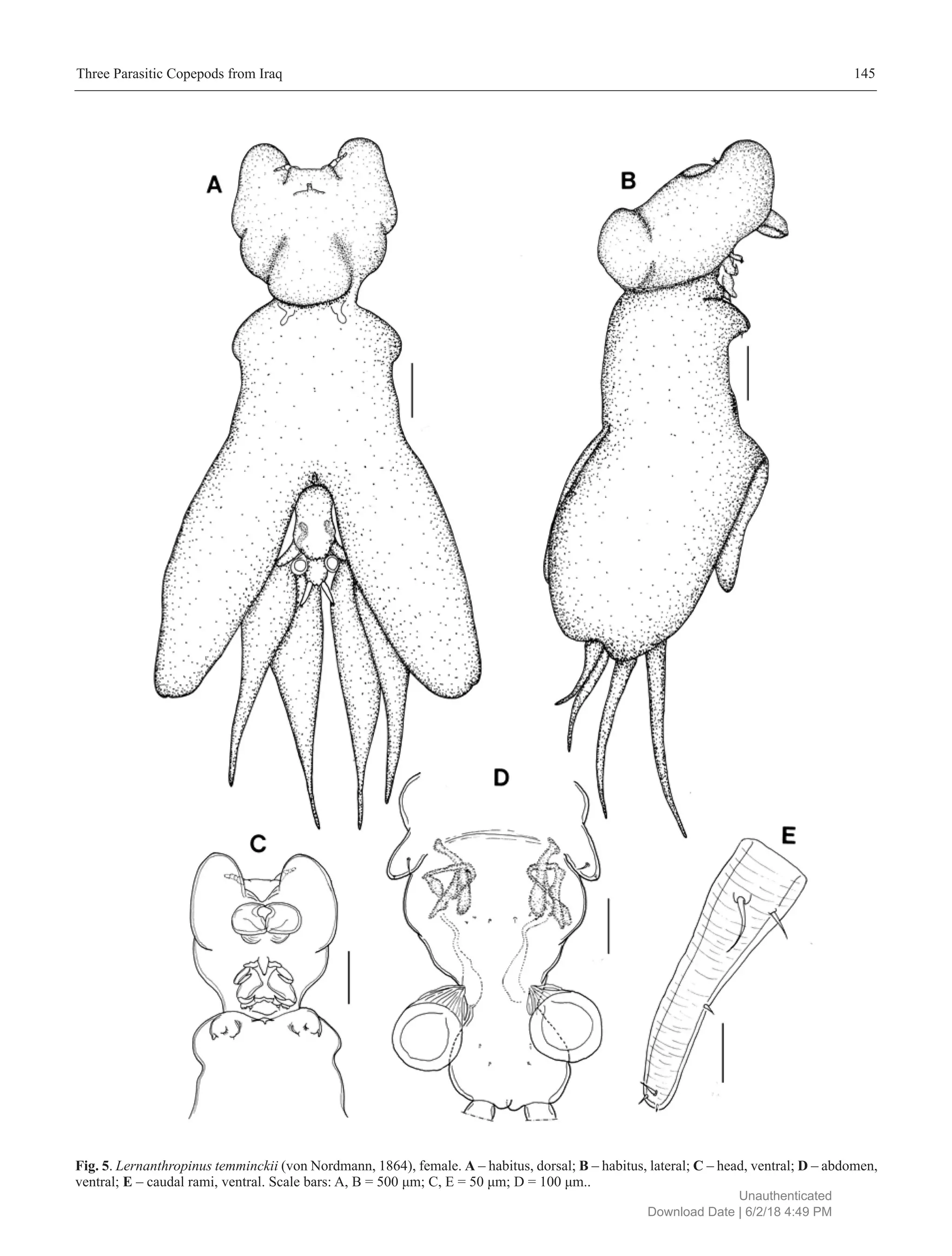 Three new records of copepods (Siphonostomatoida) parasitic on marine ...