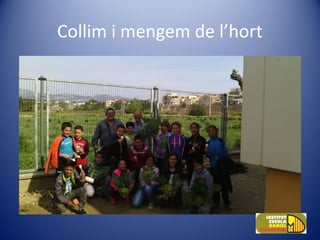 Collim i mengem de l’hort
 
