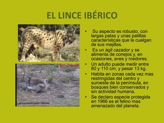 EL LINCE IBÉRICO
        •    Su aspecto es robusto, con
            largas patas y unas patillas
            características que le cuelgan
            de sus mejillas.
        •    Es un ágil cazador y se
            alimenta de conejos y, en
            ocasiones, aves y roedores.
        •   Un adulto puede medir entre
            80 y 110 cm, y pesar 13 kg.
        •   Habita en zonas cada vez mas
            restringidas del centro y
            suroeste de la península, en
            bosques bien conservados y
            sin actividad humana.
        •   Se declaro especie protegida
            en 1966 es el felino mas
            amenazado del planeta.
 