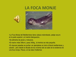 LA FOCA MONJE




•La Foca Monje del Mediterráneo tiene cabeza redondeada, pelaje oscuro
en la parte superior y el vientre blanquecino.
•Se alimenta de peces y moluscos.
•El macho mide 308cm y pesa 340kg , la hembra es más pequeña.
•En épocas pasadas se podían ver ejemplares en todo el litoral mediterráneo y
canario , pero desde la década de los noventa sólo se sabe de la existencia de
una foca monje, Peluso, en las islas Chafarinas
 
