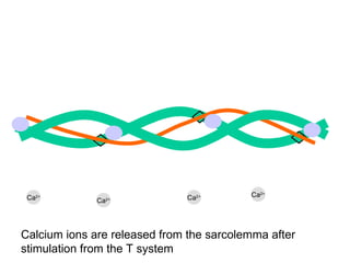 Ca 2+ Ca 2+ Ca 2+ Ca 2+ Calcium ions are released from the sarcolemma after stimulation from the T system 