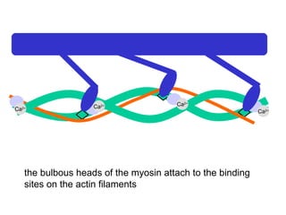 Ca 2+ Ca 2+ Ca 2+ Ca 2+ the bulbous heads of the myosin attach to the binding sites on the actin filaments 