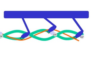 Ca 2+ Ca 2+ Ca 2+ Ca 2+ 
