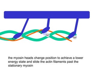Ca 2+ Ca 2+ Ca 2+ Ca 2+ the myosin heads change position to achieve a lower energy state and slide the actin filaments past the stationary myosin 